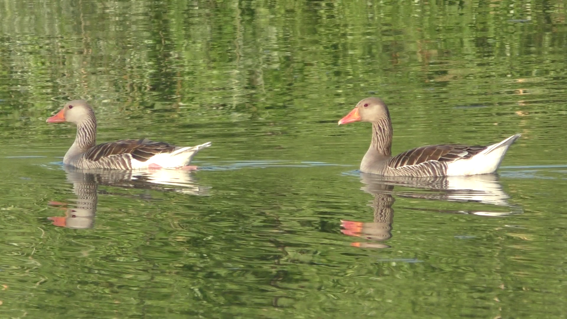 Enten am See, Teil 3